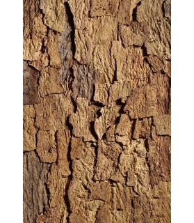 Liège de décoration brute Brun clair en dalle murale pour un effet nature garantie.